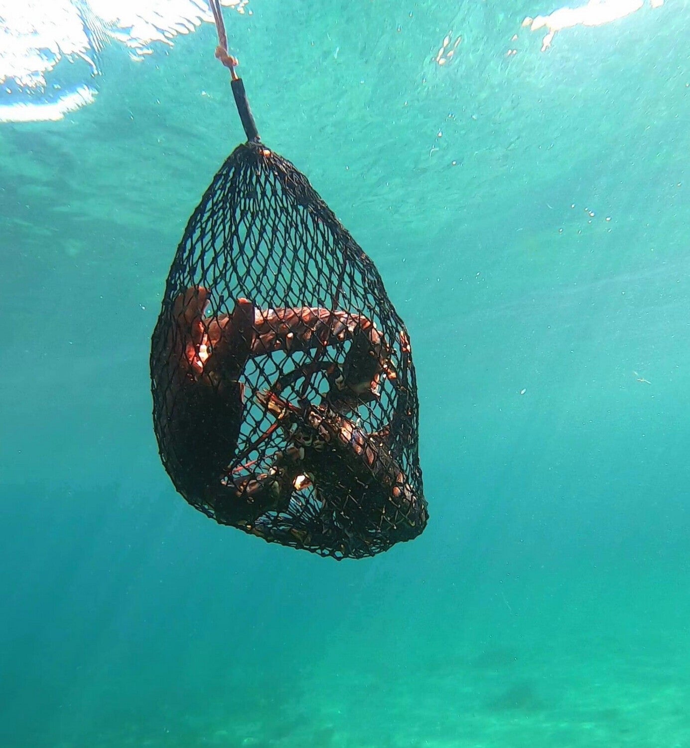 Lobster Net